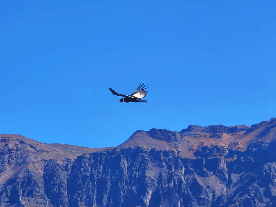 From Puno: 2-Day Tour to Colca Canyon ending in Arequipa - Why this Puno to Arequipa route works well