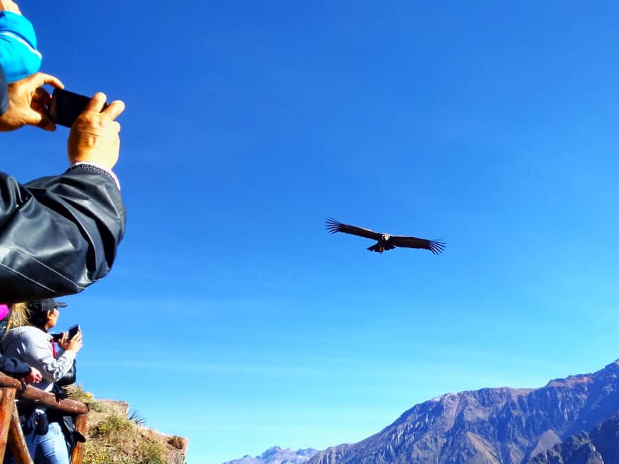 From Puno: 2-Day Tour to Colca Canyon ending in Arequipa - Salinas and Aguada Blanca National Reserve