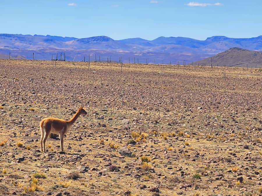 From Puno: 2-Day Tour to Colca Canyon ending in Arequipa - La Calera hot springs after the long drive