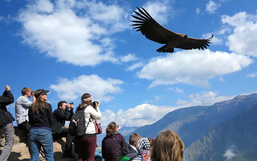 From Puno to Arequipa: 2 Days/1 Night Colca Canyon Tour - Day 1: Lagunillas Lagoon and the high plateau