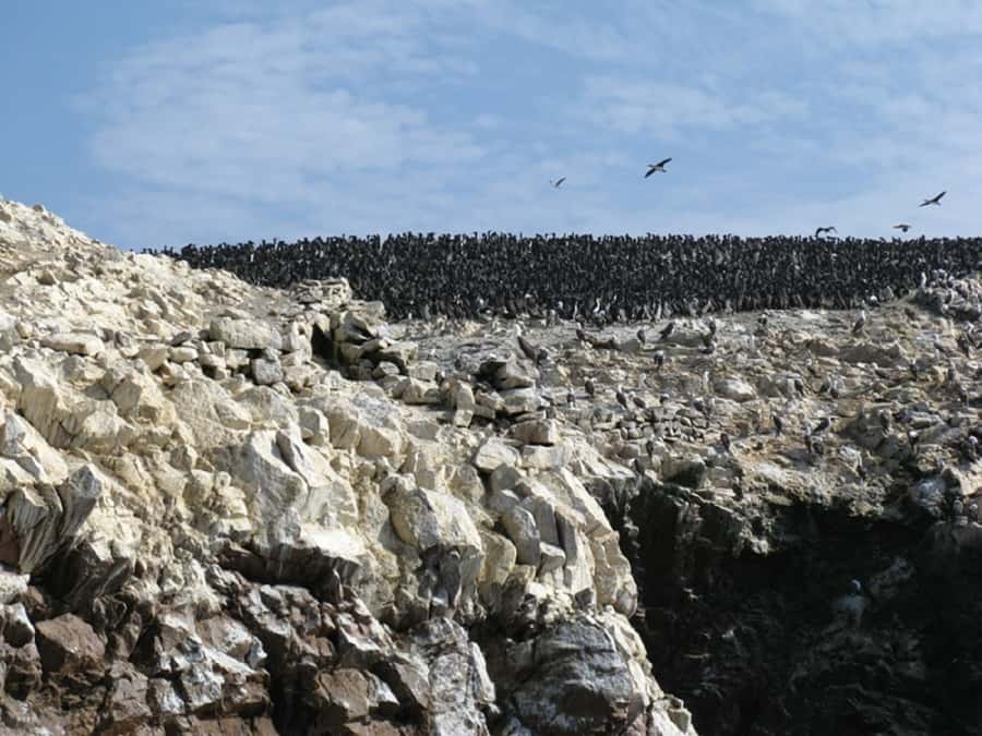 From San Martin Port: Ballestas Islands Tour in Paracas - Leaving San Martin Port for El Chaco Dock