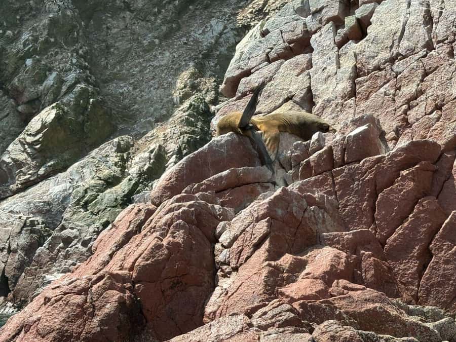 From San Martin Port: Ballestas Islands Tour in Paracas - Why guano matters here