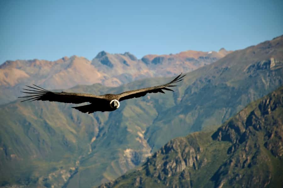 Full-Day Colca Canyon Tour from Arequipa - Key points to know before booking