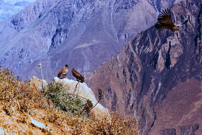 Full-Day Colca Canyon Tour with Lunch - Antahuilque, Choquetico, and the Colca Valley Terraces