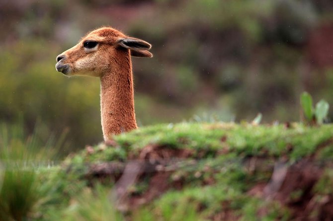 Full Day in the Sacred Valley - The Pantry of Cusco - The guide can make or break the day
