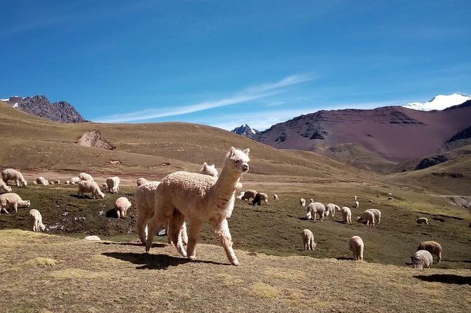 Full-Day Rainbow Mountain Adventure with ATV - Returning by foot, ATV, and van