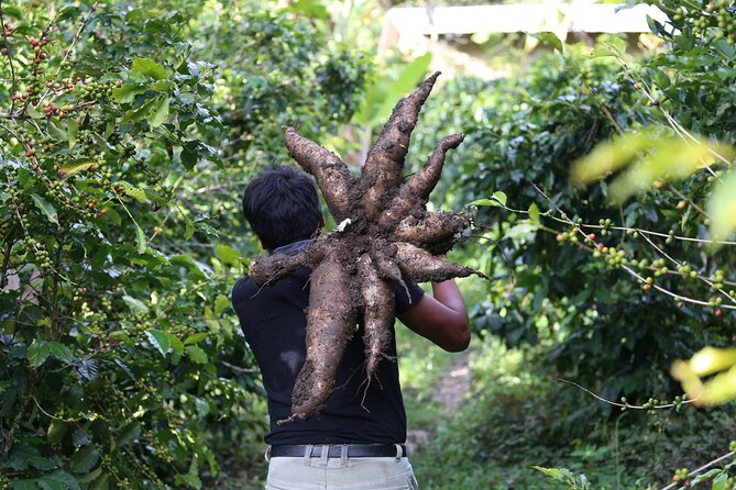 Full-Day Tour: Cacao farm experience in the jungle of Cusco - Meeting farmers at Huayopata Rodeo