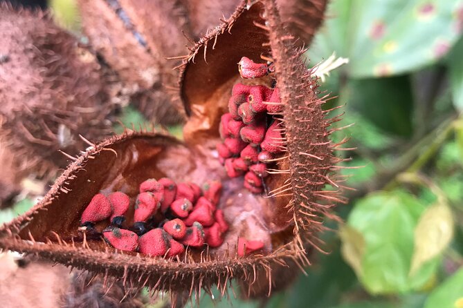 Full-Day Tour: Cacao farm experience in the jungle of Cusco - A short breakfast stop near Ollantaytambo