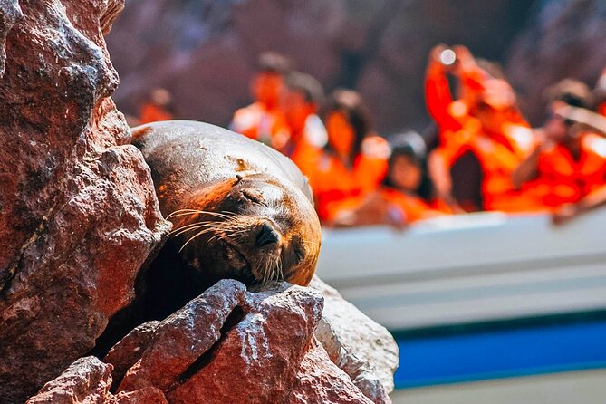 Full Day Tour From Lima: Paracas and Huacachina Oasis - Guides, group size, and communication