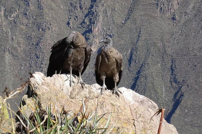 Full Day Tour Including Transfer to Puno / Colca Canyon - Condor’s Cross and the morning’s best moment