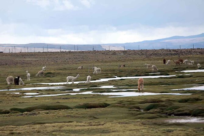 Full Day Tour to Colca Canyon from Arequipa - Maca, a short look at village life