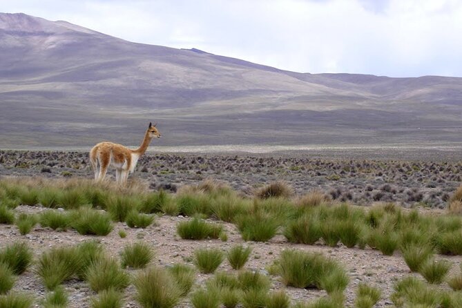 Full Day Tour to Colca including Transfer to Puno - Lunch and the important bus change in Chivay