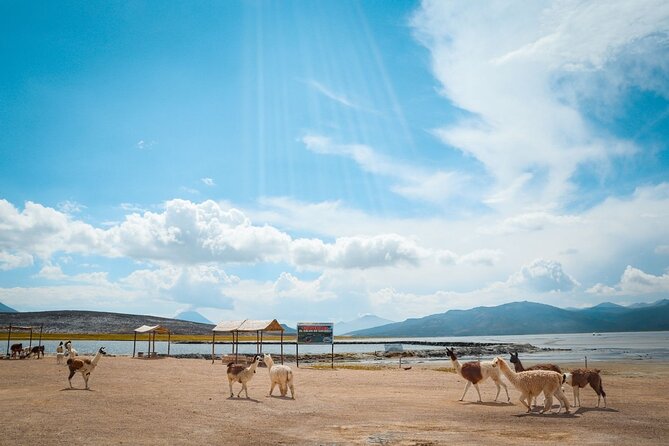 Full Day Tour to Salinas and Aguada Blanca National Reserve - Salinas Lagoon at 4,300 meters