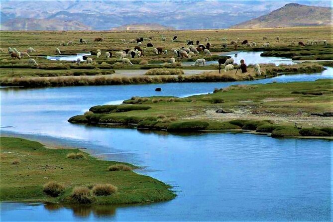 Full Day Tour to the Colca Canyon - Aguada Blanca brings the first high-altitude views