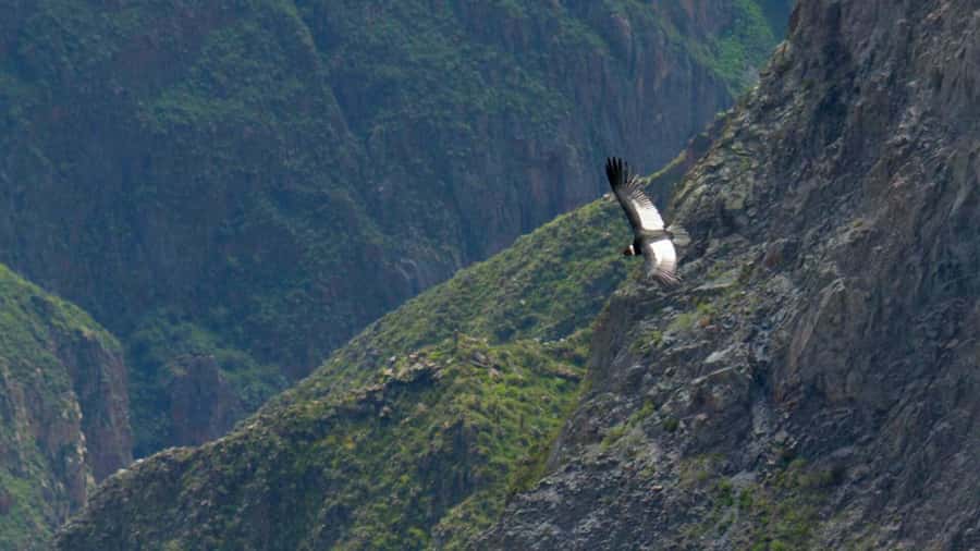 FULL-DAY TOURS TO THE COLCA CANYON WITH BREAKFAST - Hot springs at Yanque before lunch