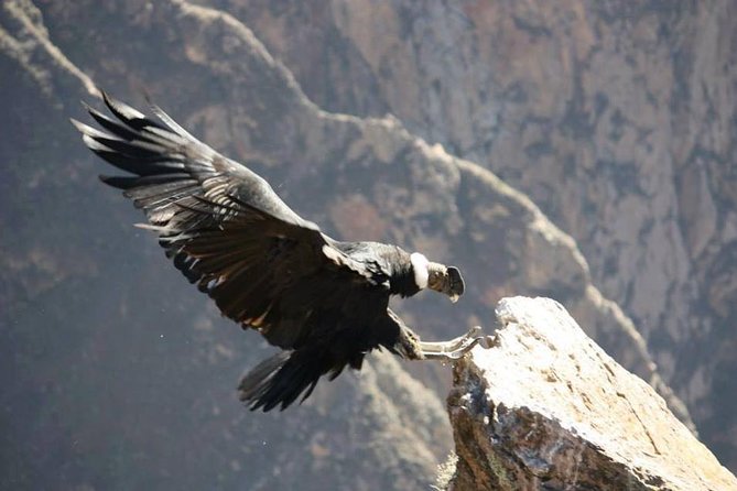 Full Day Trip to Colca Canyon from Arequipa - Chivay breakfast and the first village stops