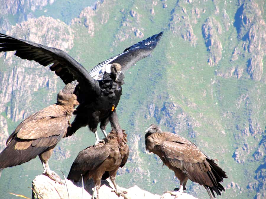 Full Day Trip to Colca Canyon from Arequipa ending in Puno - Key points to know before booking
