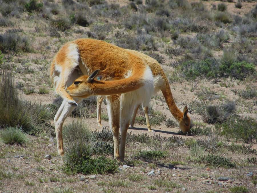 Full Day Trip to Colca Canyon from Arequipa ending in Puno - Vicuñas, alpacas, llamas, and high plateau birds