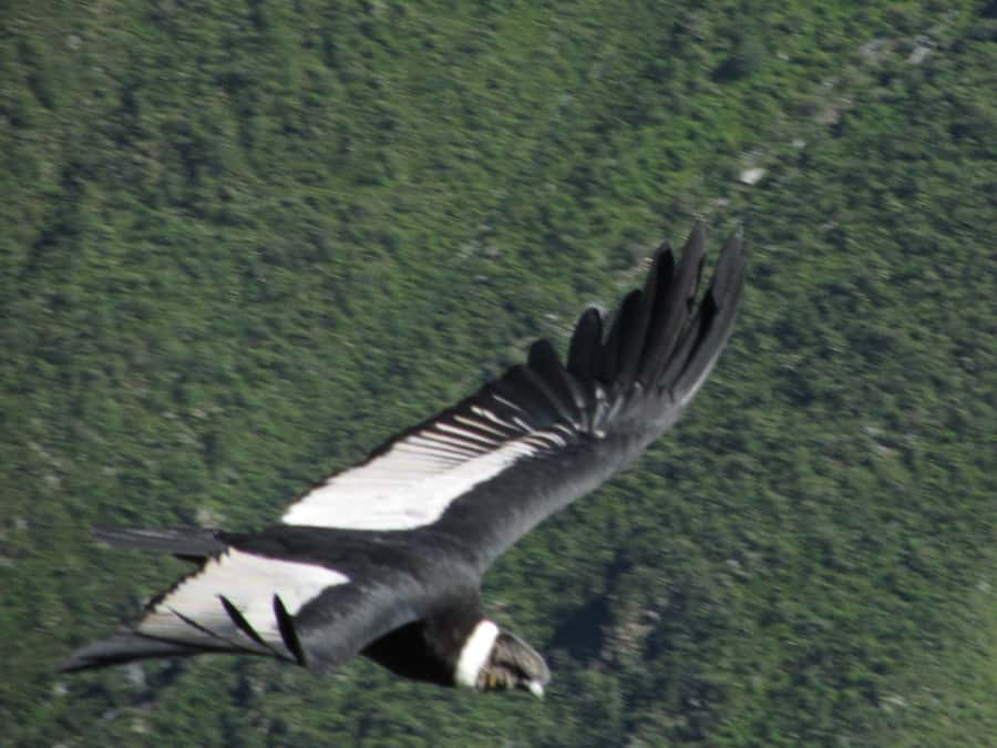 Full Day Trip to Colca Canyon from Arequipa ending in Puno - Breakfast near Yanque or Chivay
