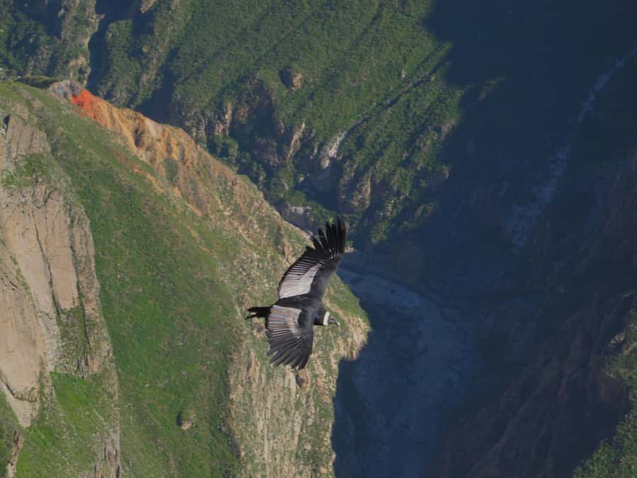 Full Day Trip to Colca Canyon from Arequipa ending in Puno - Maca, Yanque, and the living Colca valley