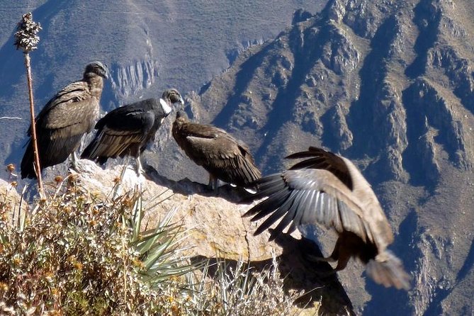 Fullday Colca Canyon with lunch from Arequipa - A 3:00 am pickup from Arequipa