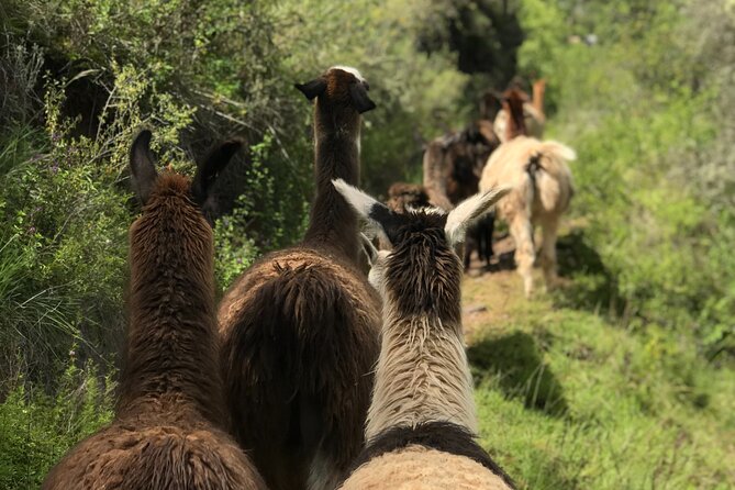 Half Day Andean Llama Trek in the Sacred Valley - Meeting the llamas near San Isidro