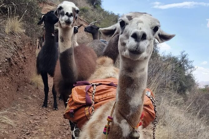 Half Day Andean Llama Trek in the Sacred Valley - What the $78 price covers