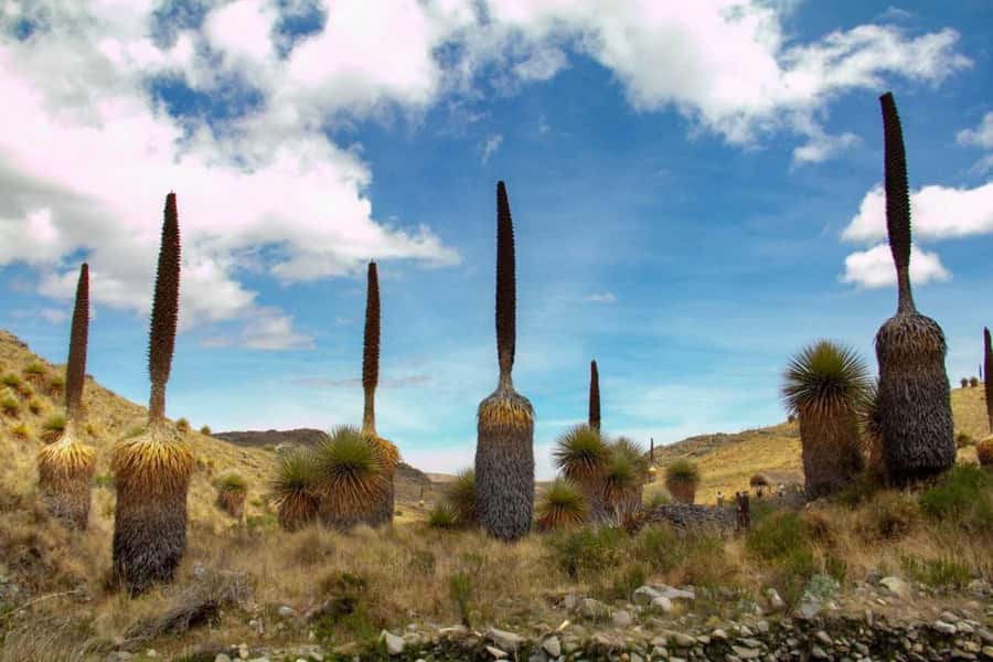 Huaraz-Excursion to the Pastoruri Snows and Puyas Raymondi - Pumapampa combines hot springs and a rare plant