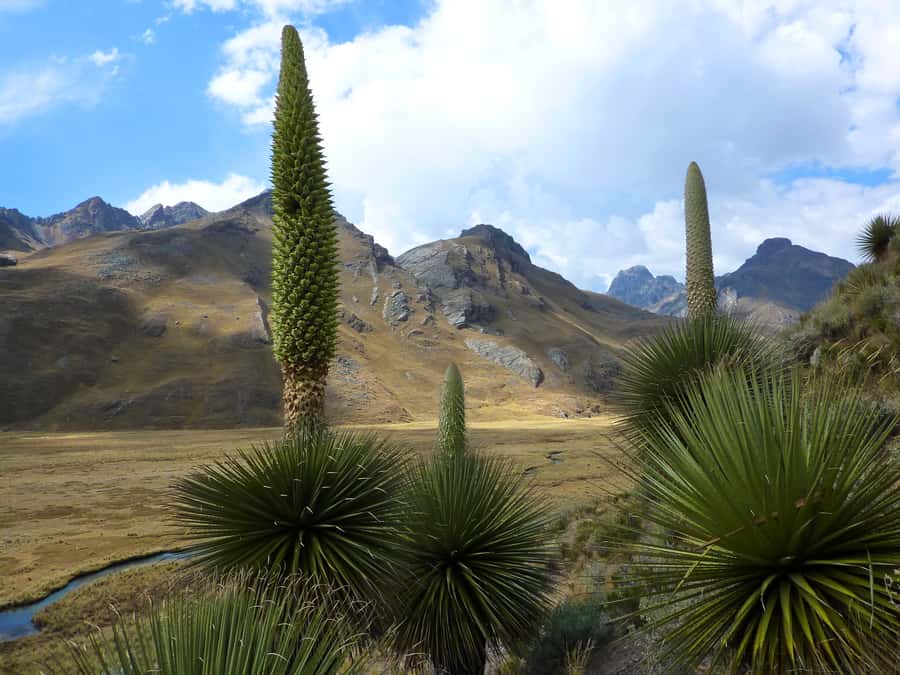 Huaraz: Pastoruri Glacier Day Trip - The 40 to 60 minute walk to Pastoruri Glacier