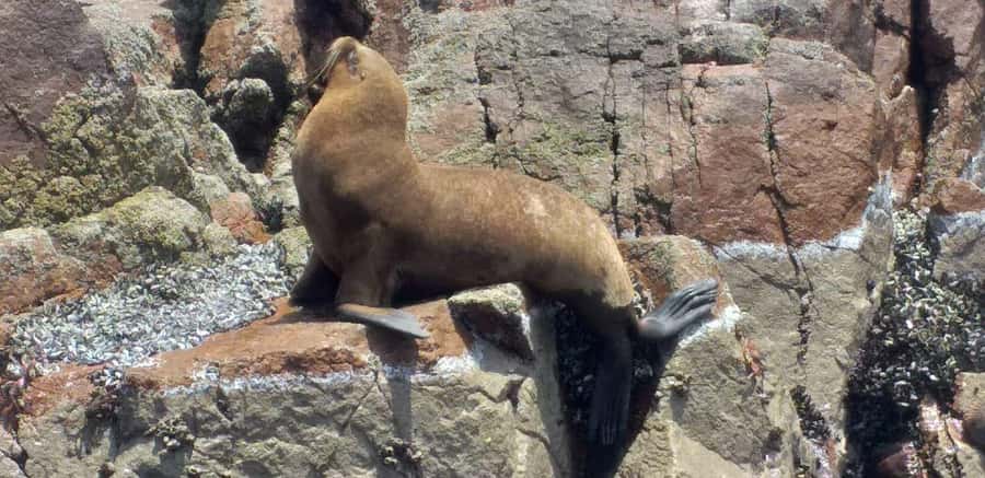 Ica: Ballestas Island & Paracas Reserve Private Tour - Playa Roja and Lagunillas Beach
