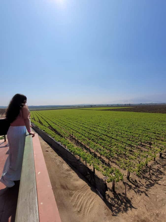 ICA: Pisco and Wine Route with tasting in 03 Wineries - Key points to know before you book