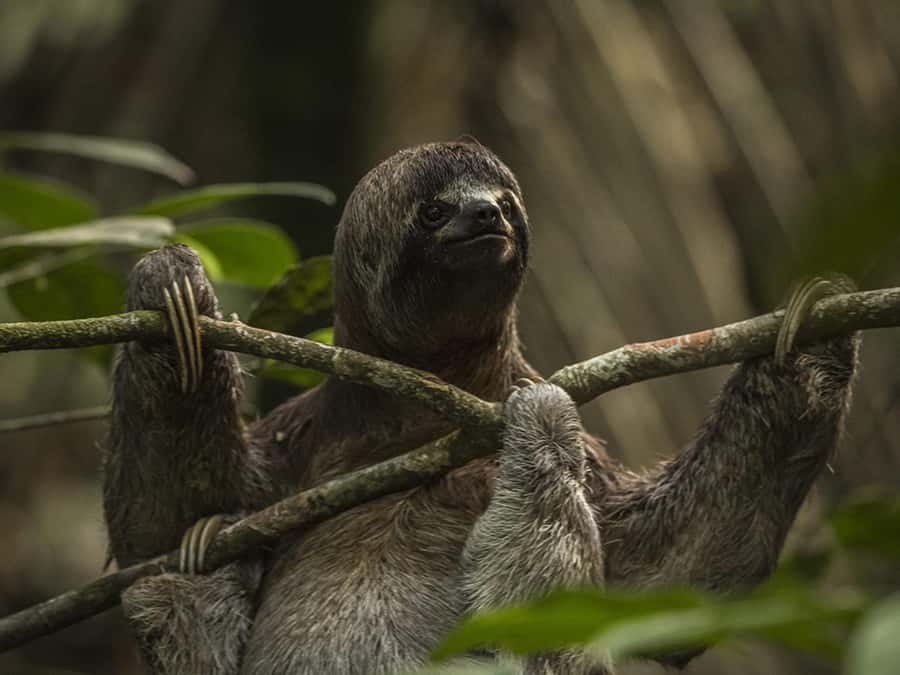 Iquitos: 2 Days and 1 Night Guided Amazon Jungle Tour - A 26-meter lookout and an active afternoon at the lodge