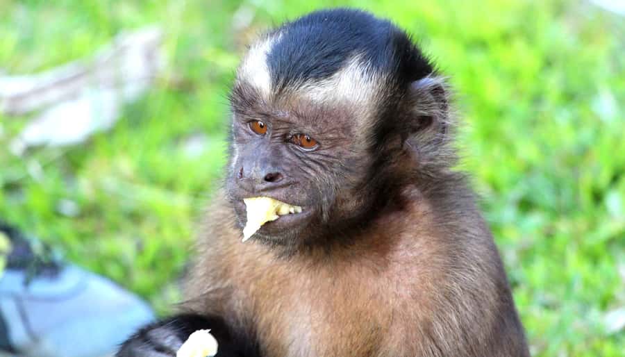 Iquitos: 2 Days and 1 Night Guided Amazon Jungle Tour - Fundo Pedrito and the first look at Amazon wildlife