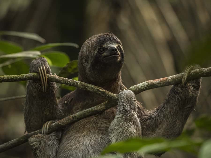 Iquitos: 3 Days and 2 Nights Guided Amazon Jungle Tour - What to pack for three days in the forest