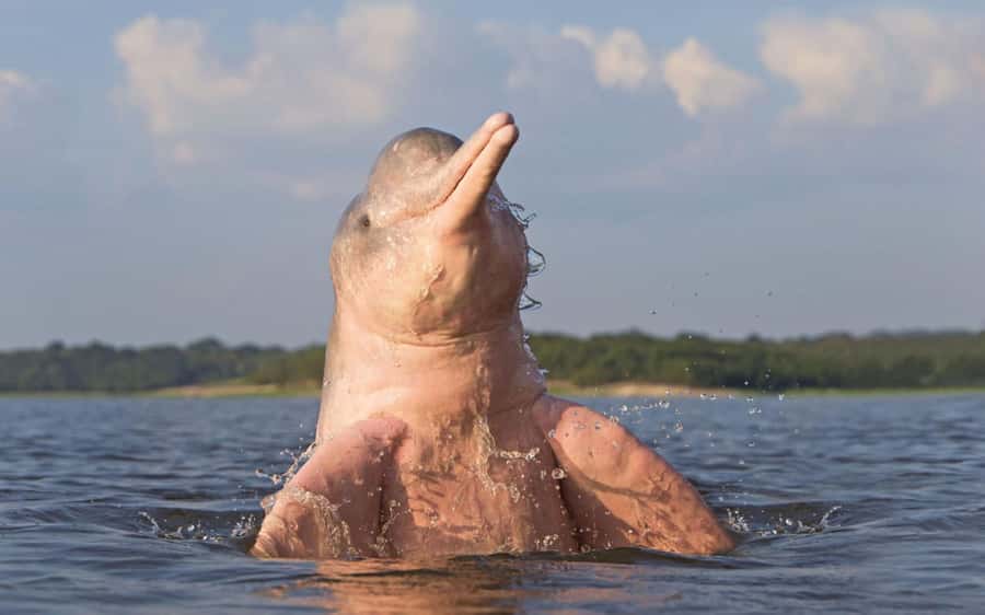 Iquitos: 3 Days and 2 Nights Guided Amazon Jungle Tour - Day 1: From Iquitos to Fundo Pedrito