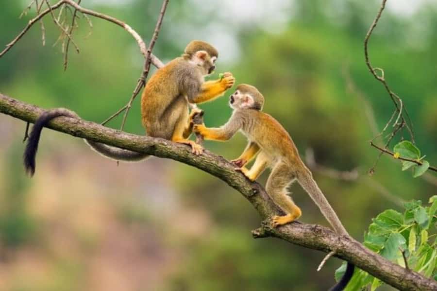 Iquitos: Amazon Jungle in 2 Days: Adventure and Expedition - Meeting the Yaguas community