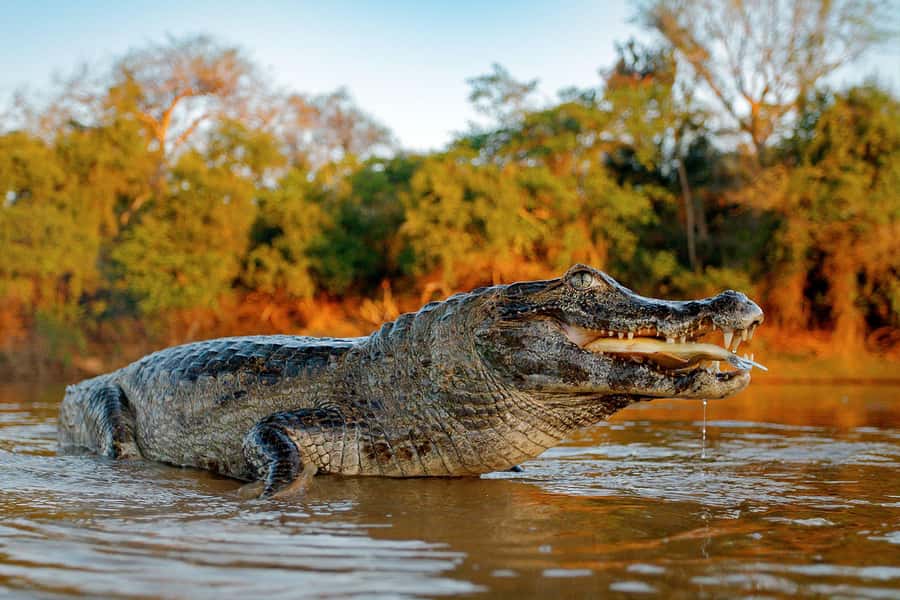 Iquitos: Full Day Tour in the Jungle | Amazon Safari - Key points before you book