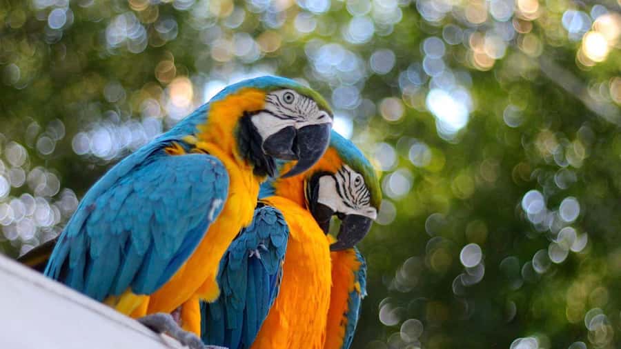 Iquitos: Full Day Tour in the Jungle | Amazon Safari - Guides, language, and group comfort