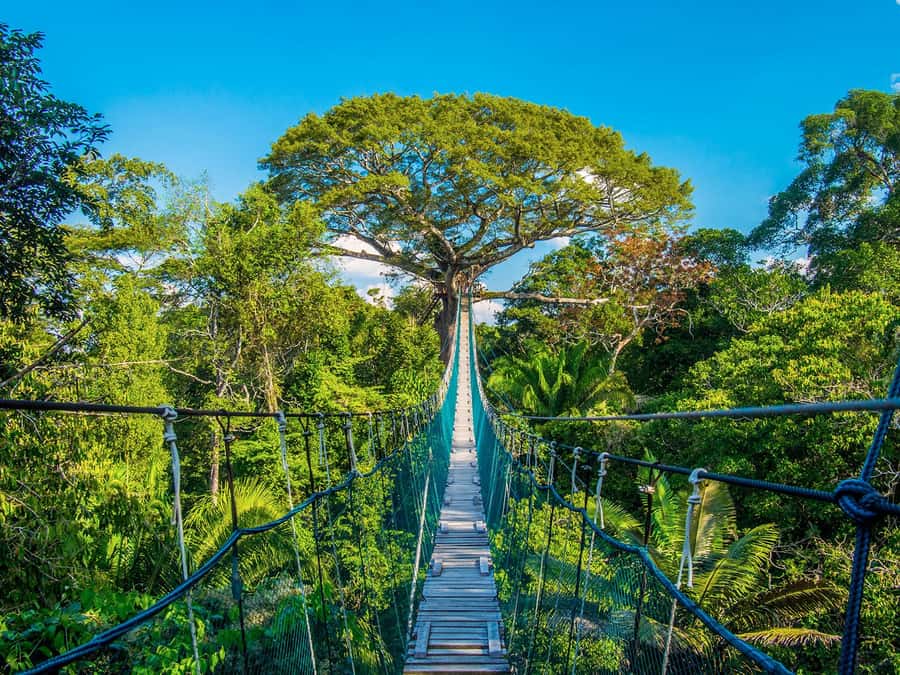Iquitos: Full Day Tour in the Jungle | Amazon Safari - Looking for gray and pink dolphins