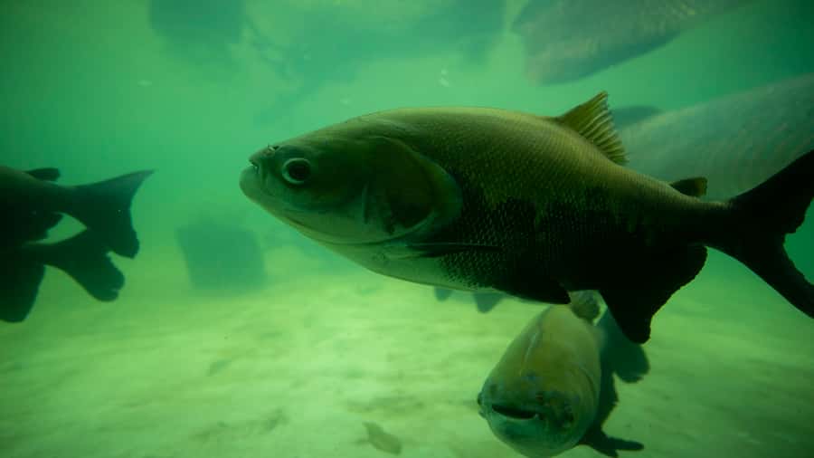 Iquitos: Piranha Fishing Experience in the Amazon jungle - The one-hour boat ride is part of the value