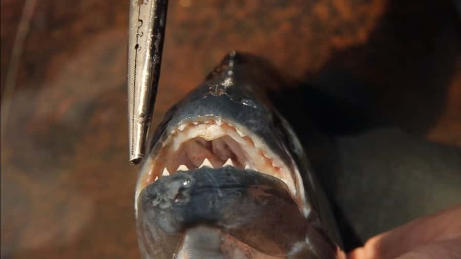Iquitos: Piranha Fishing Experience in the Amazon jungle - Reaching the Itaya and Amazon rivers