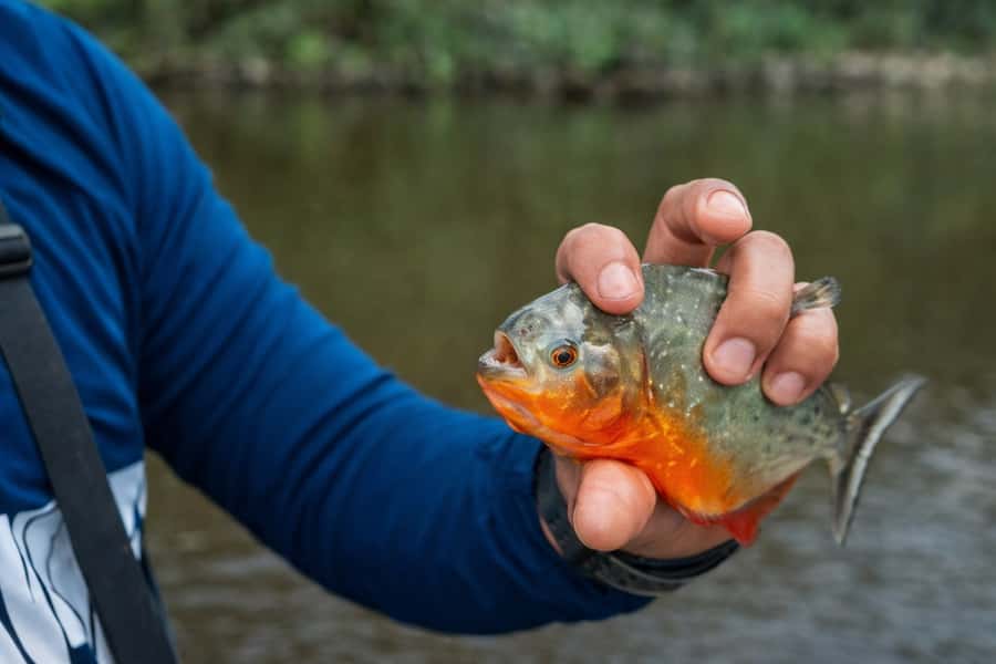 Iquitos to the Amazon: 2-Day Jungle & Wildlife Experience - Sunset, dinner, and a night walk