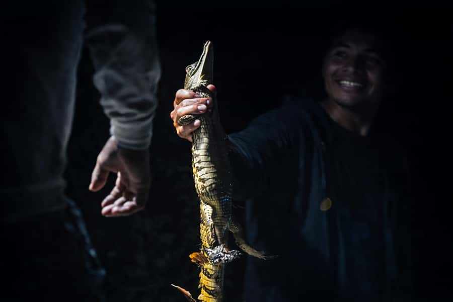 Iquitos to the Amazon: 2-Day Jungle & Wildlife Experience - Sunrise birds and the morning on Yanayacu