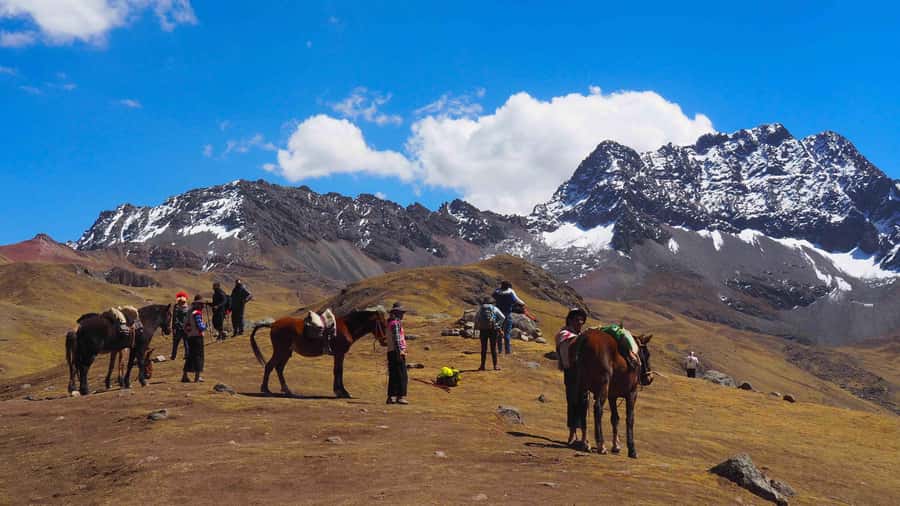 Lima: 7-Day Inca Tour with Flights and Machu Picchu - Day 2: Sea lions, Pisco, and Huacachina sand