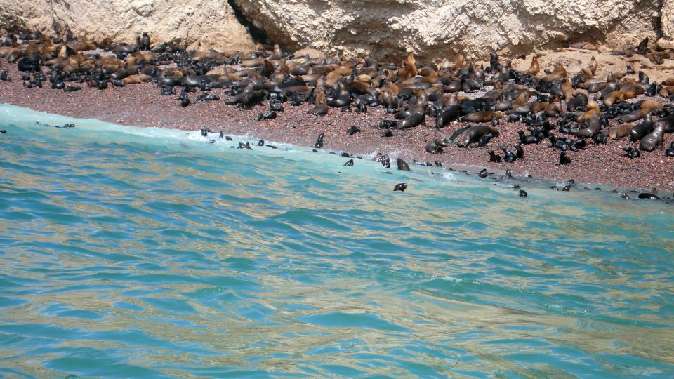 Lima: Ballestas & Huacachina Day Trip w/ Nazca Lines Flight - Huacachina Oasis and the extra-cost desert fun