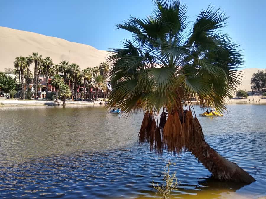 Lima: Ballestas Islands, Huacachina Oasis & Nazca Lines Tour - What the $625 Price Really Buys