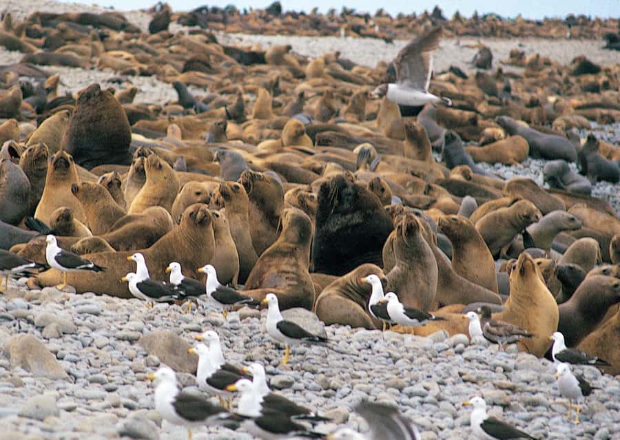Lima: Ballestas Islands, Winery and Nazca Lines Private Tour - Key Points Before You Book