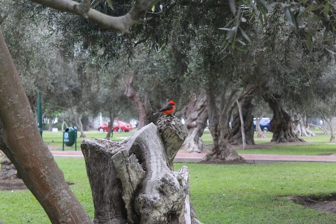 Lima: City biking - San Isidro shows a calmer side of Lima