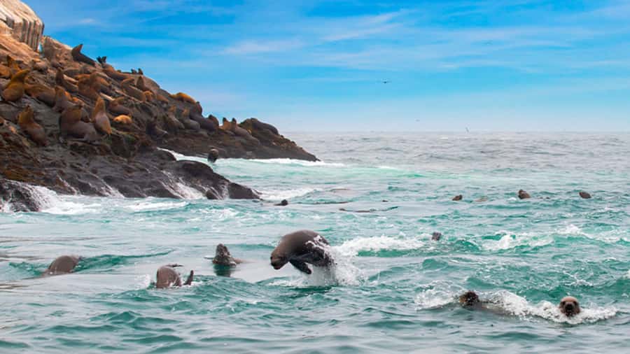 Lima | Islas Palomino Tour | Swim with Sea Lions - Key points to know before booking