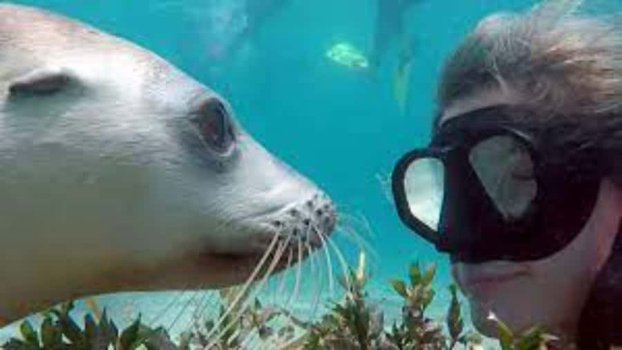 Lima | Islas Palomino Tour | Swim with Sea Lions - From La Punta into Callao Bay
